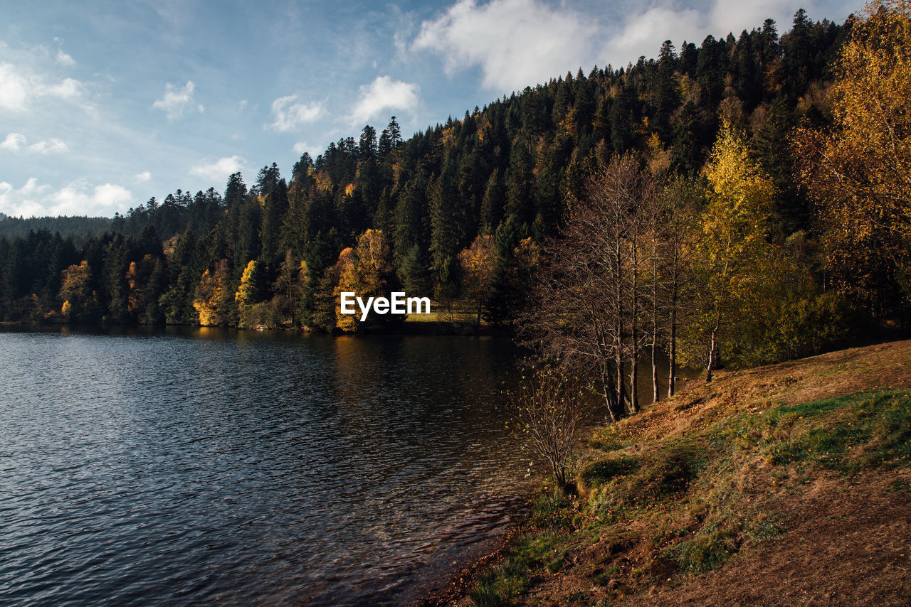 Scenic view of forest by lake against sky