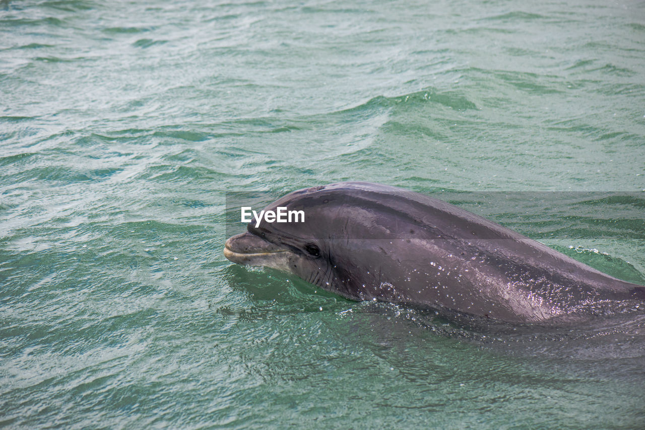 Fungi the dolphin of dingle ireland popping up to say hi.