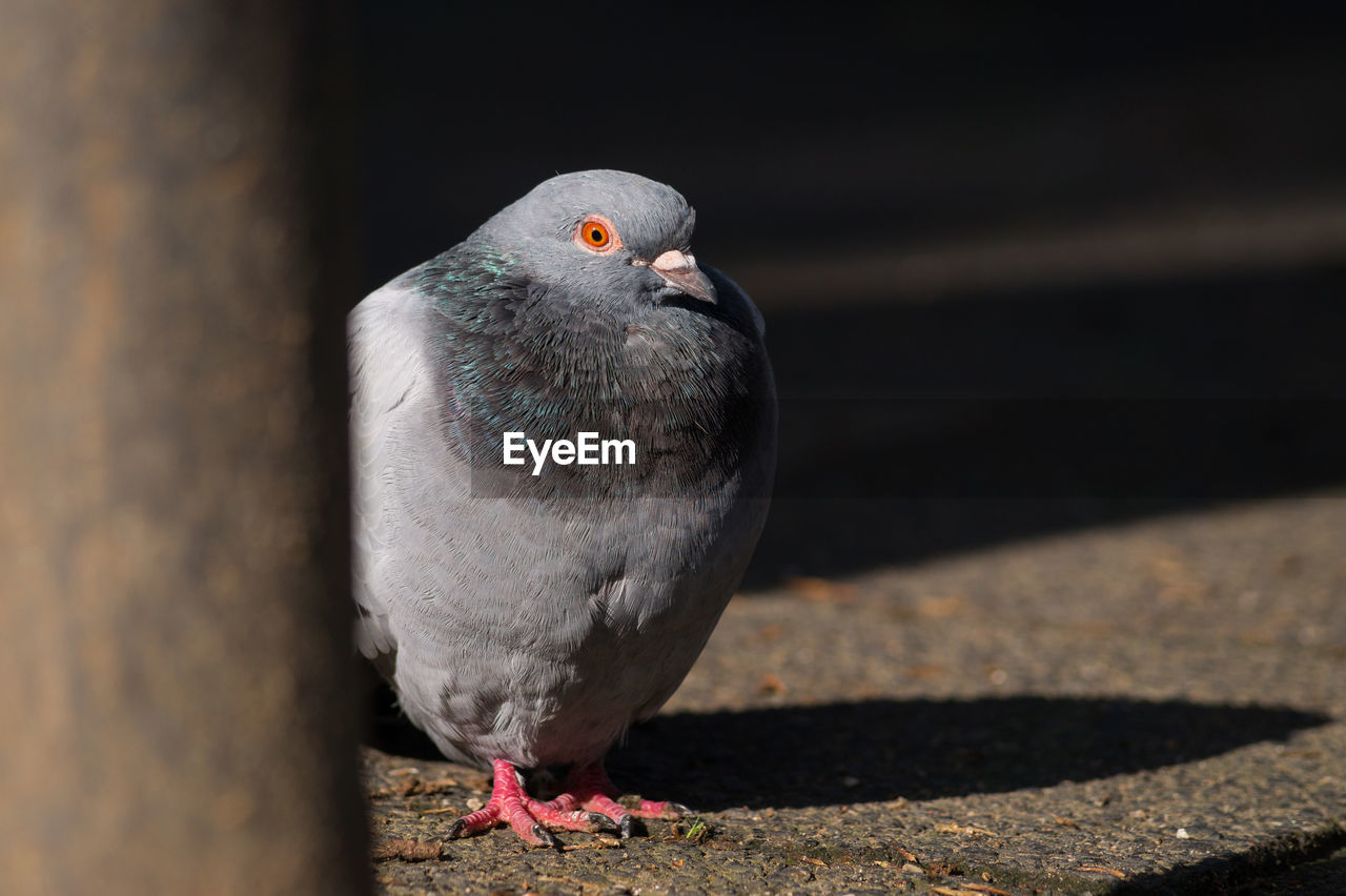 Close-up of pigeon perching on sidewalk