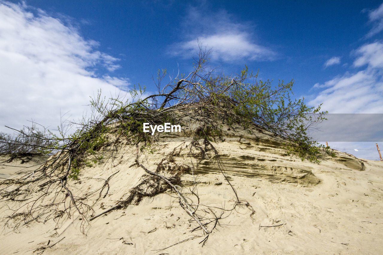 Low angle view of tree on sand against sky