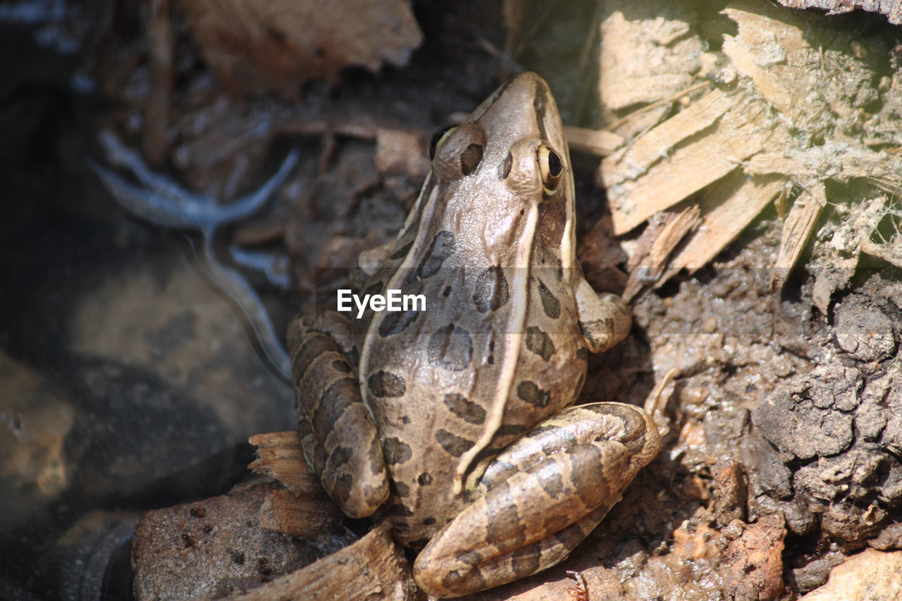 Close-up of lizard on rock