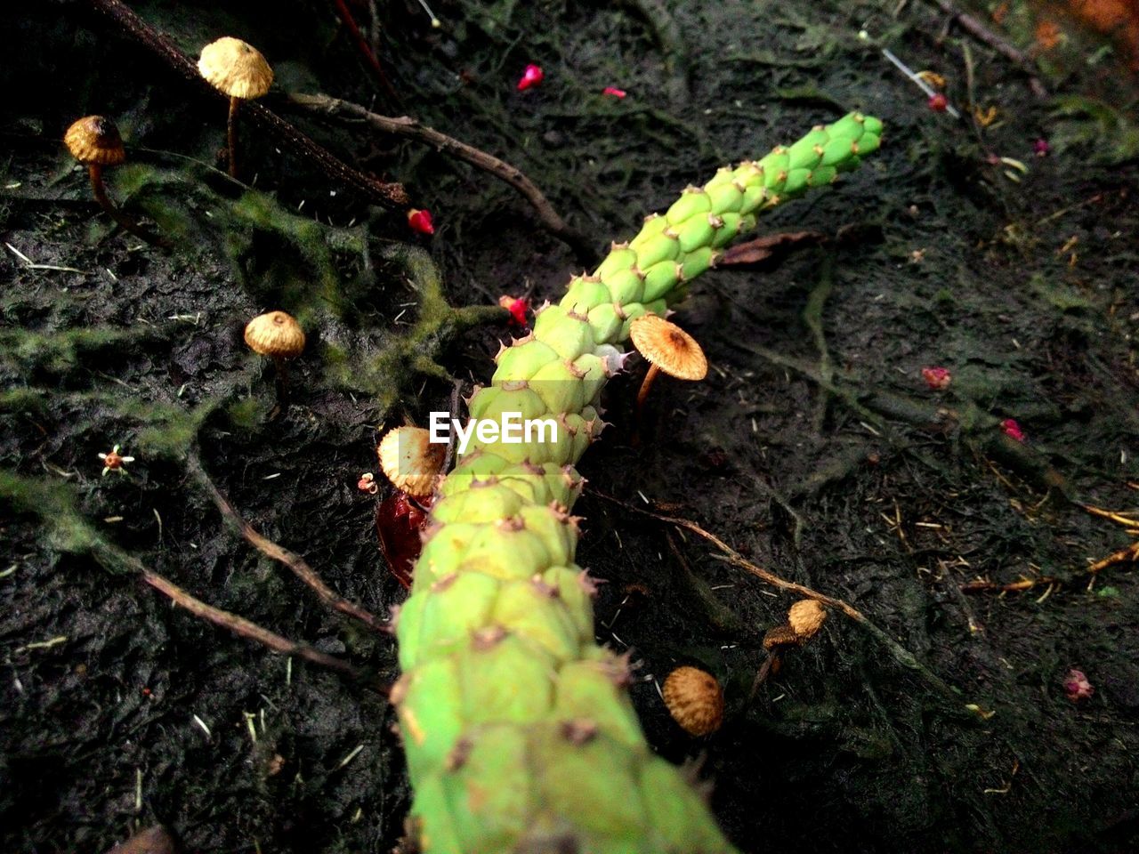 CLOSE-UP OF CATERPILLAR ON FIELD