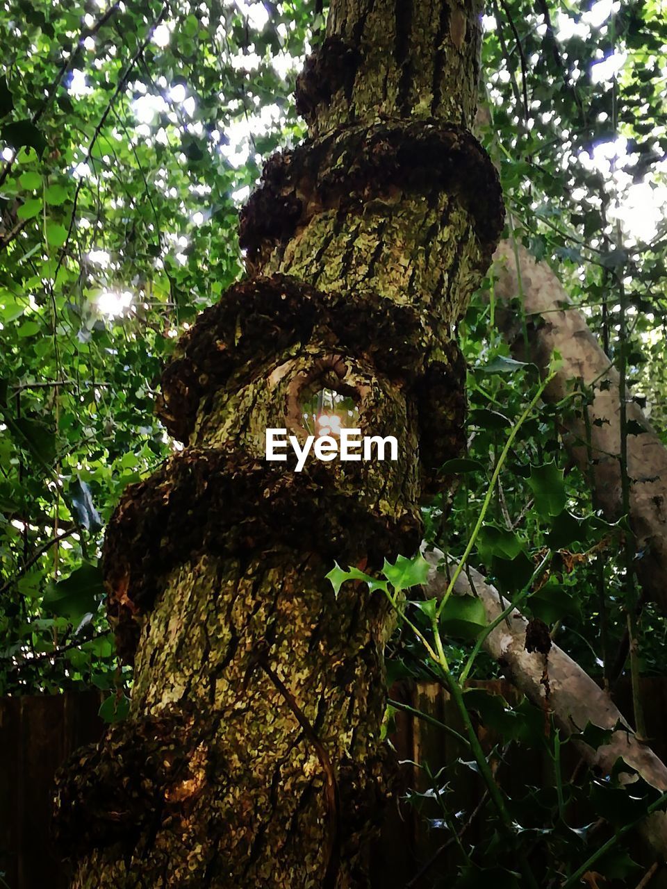 LOW ANGLE VIEW OF MOSS ON TREE TRUNK