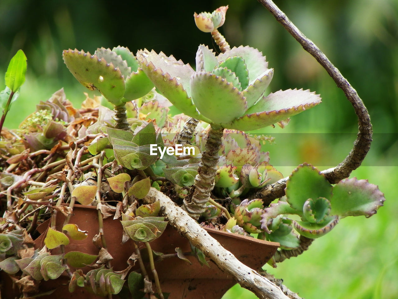 Close-up of fresh green plant