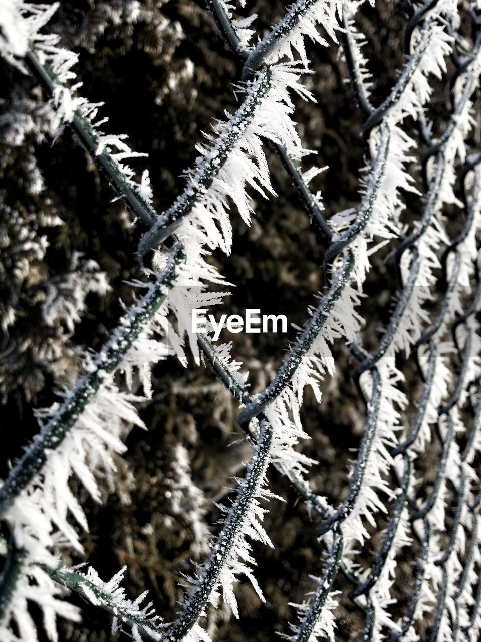 FULL FRAME SHOT OF FROZEN TREE