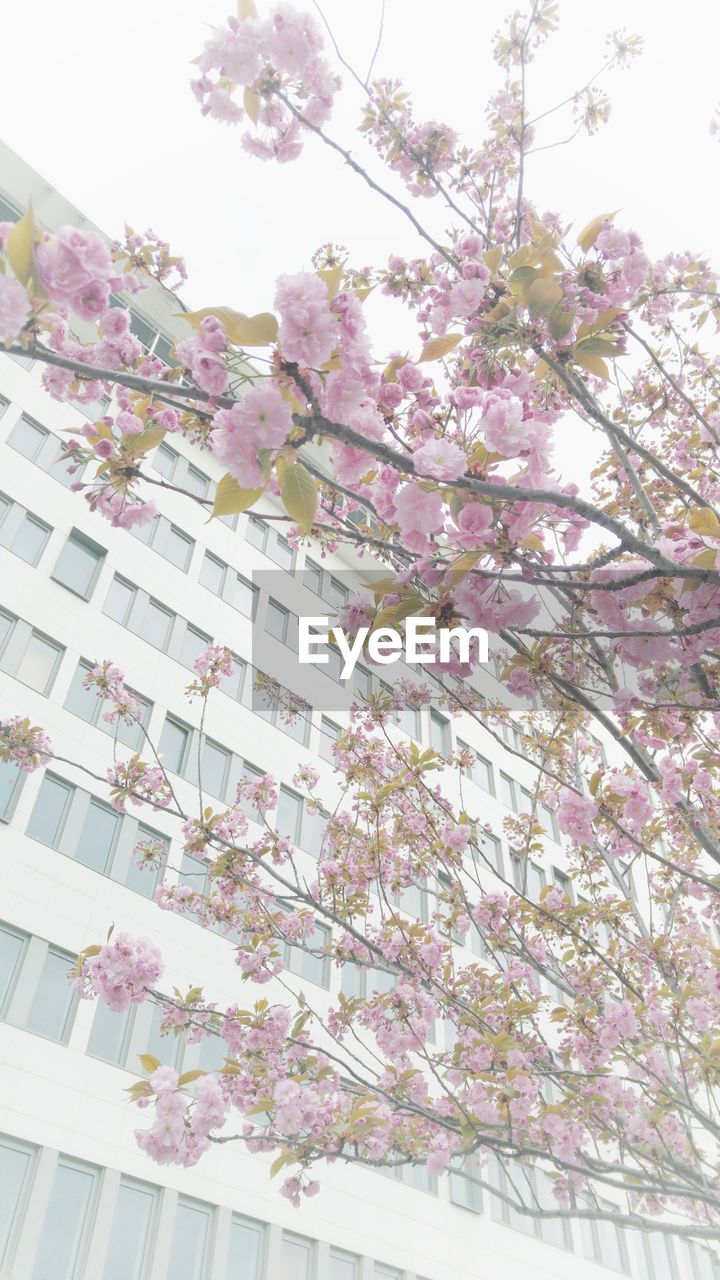 LOW ANGLE VIEW OF PINK FLOWERS ON TREE