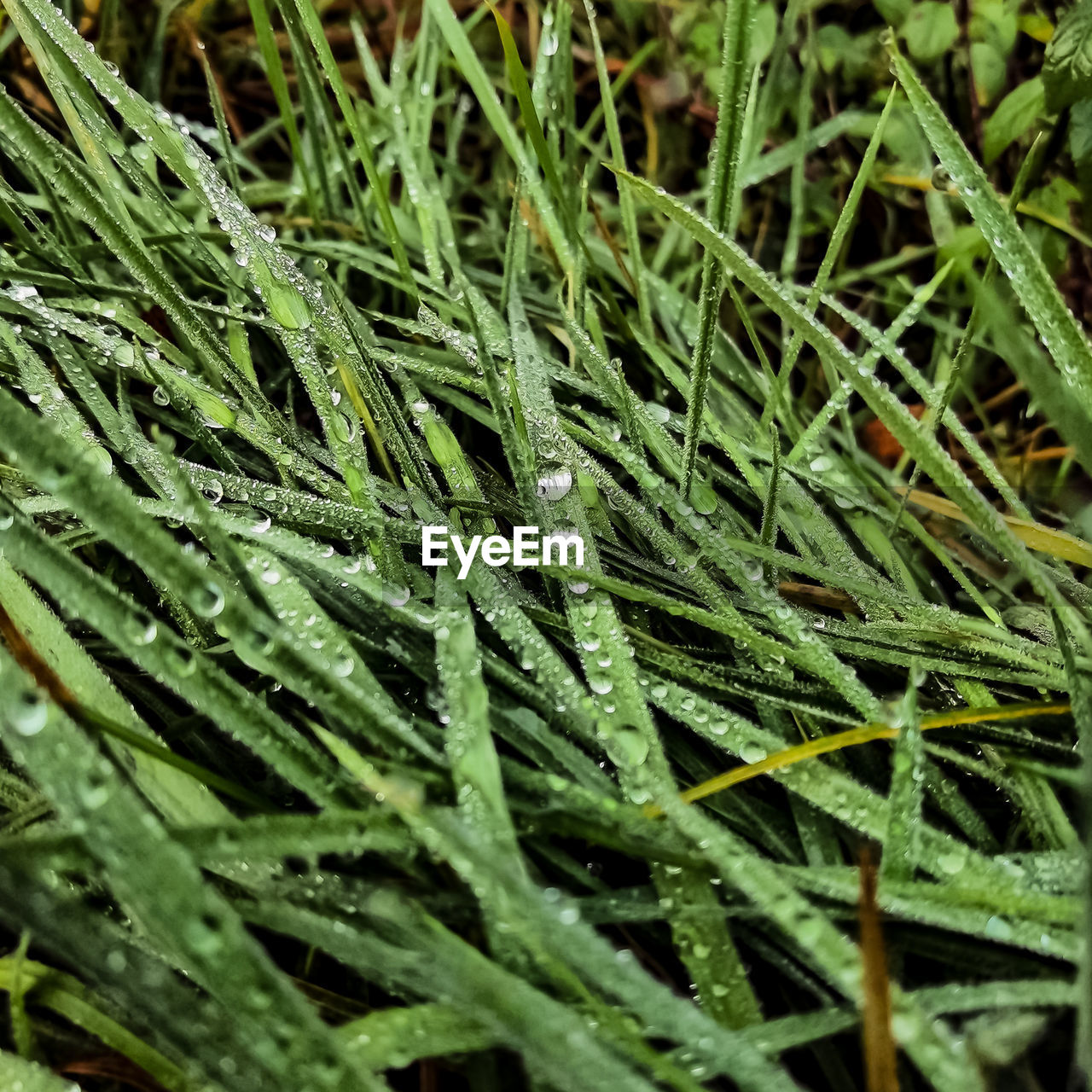 green, plant, growth, grass, nature, drop, lawn, leaf, full frame, wet, beauty in nature, no people, close-up, backgrounds, plant part, day, land, field, water, dew, outdoors, flower, high angle view, selective focus, plant stem, blade of grass, freshness, tranquility