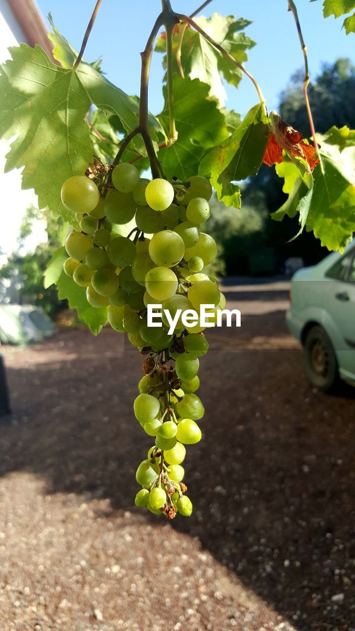 CLOSE-UP OF GRAPES ON TREE