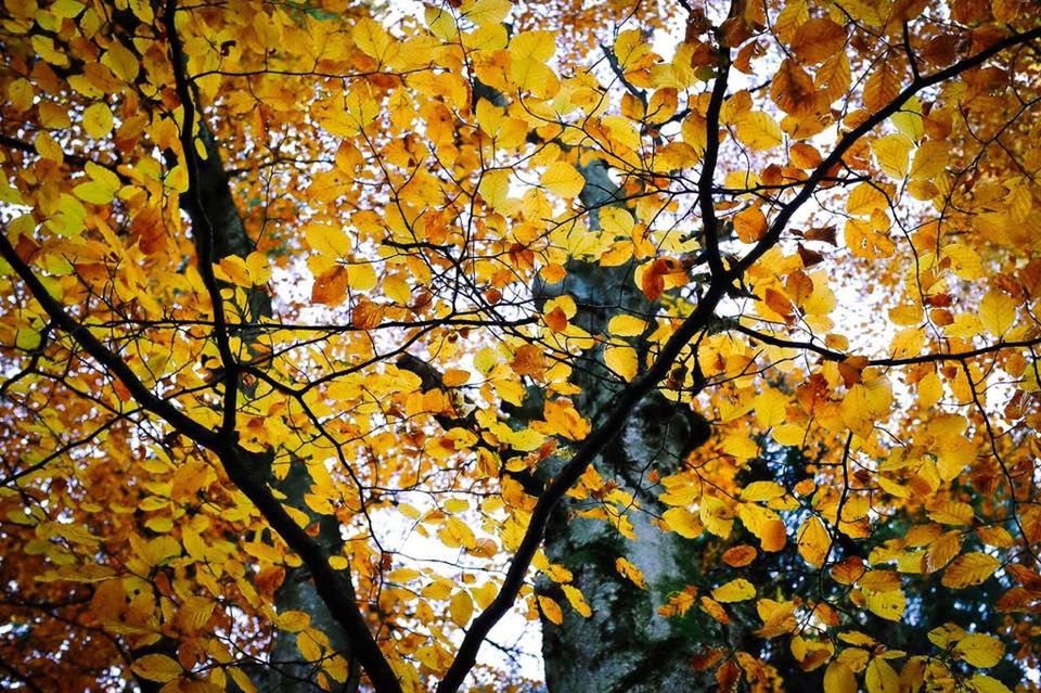 LOW ANGLE VIEW OF TREES AGAINST SKY