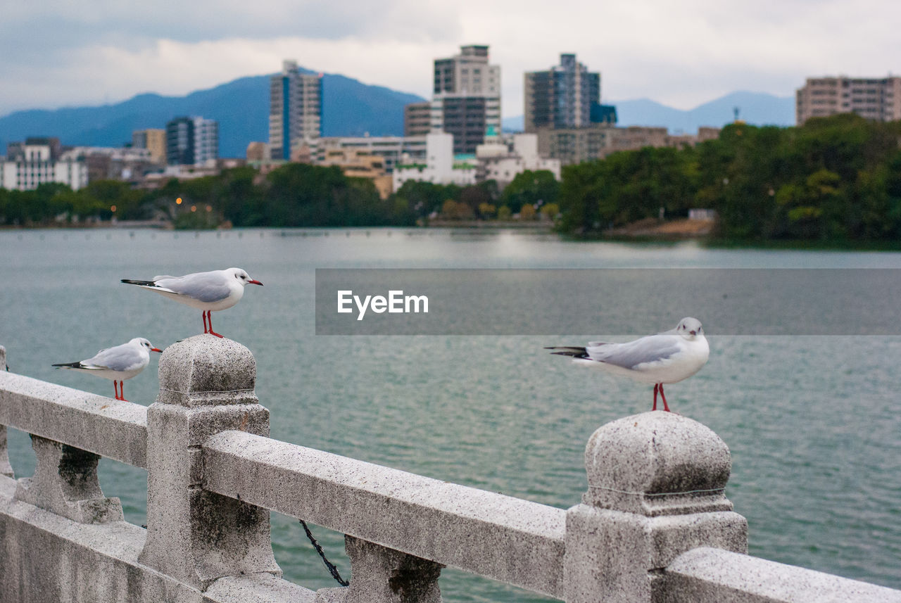 SEAGULL PERCHING ON RAILING