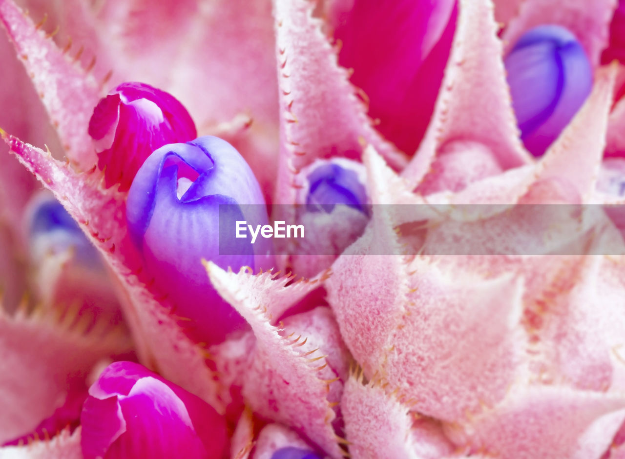 FULL FRAME SHOT OF PINK FLOWER