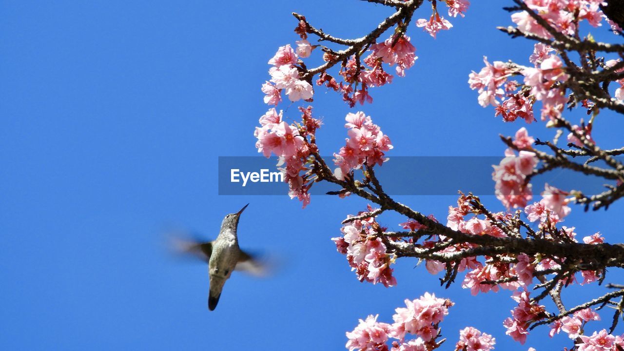 Low angle view of cherry blossoms and hummingbird in spring