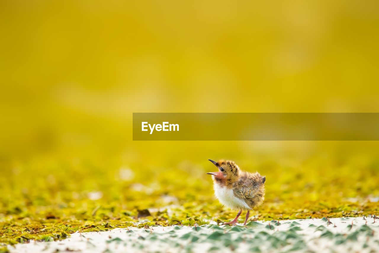 CLOSE-UP OF A BIRD ON GROUND