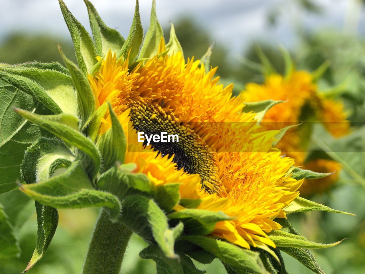 Close-up of sunflower blooming outdoors