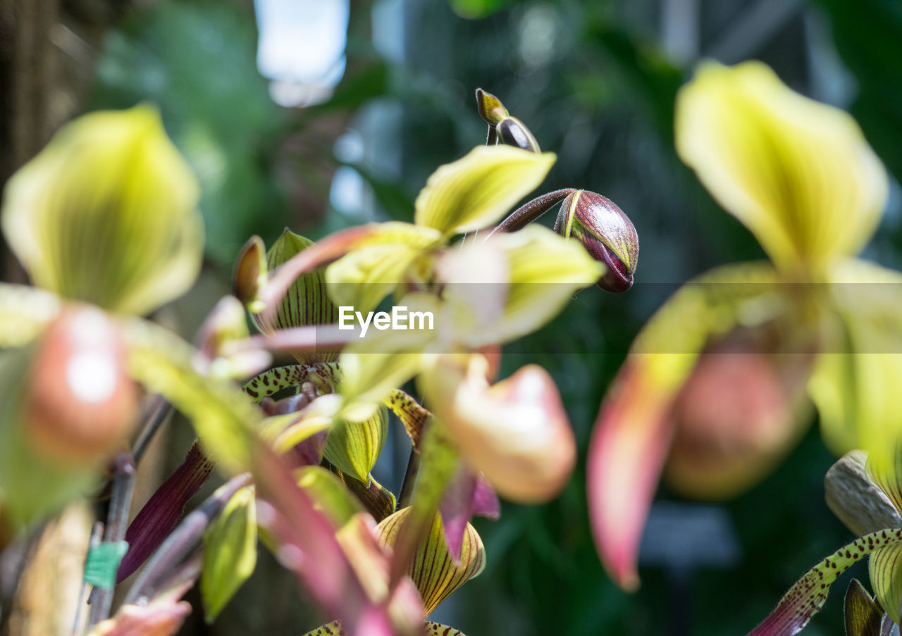 CLOSE-UP OF PLANT OUTDOORS