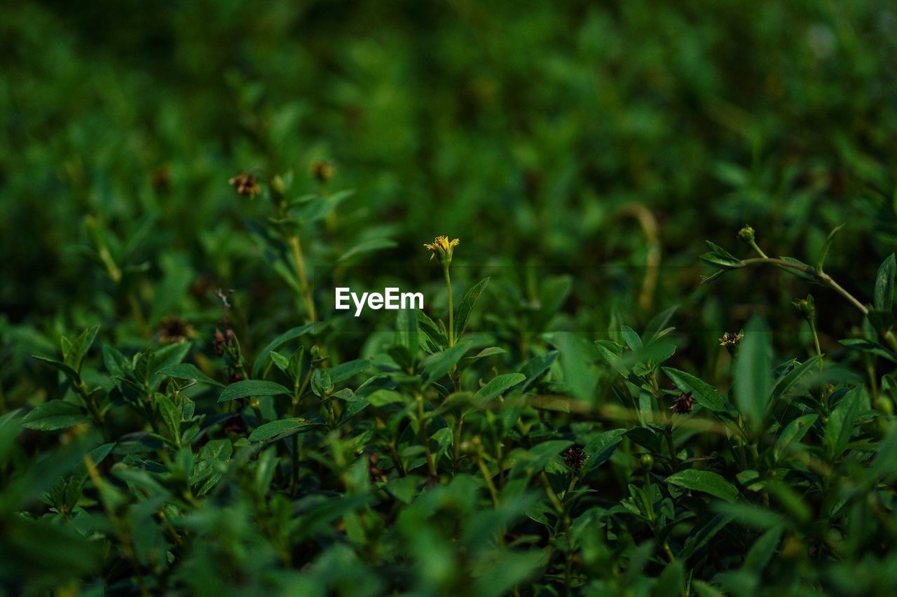 Close-up of flowering plants on field