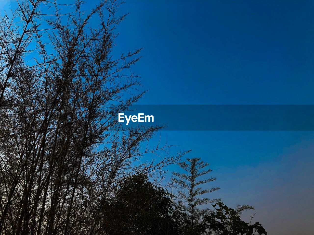 LOW ANGLE VIEW OF SILHOUETTE TREES AGAINST CLEAR BLUE SKY