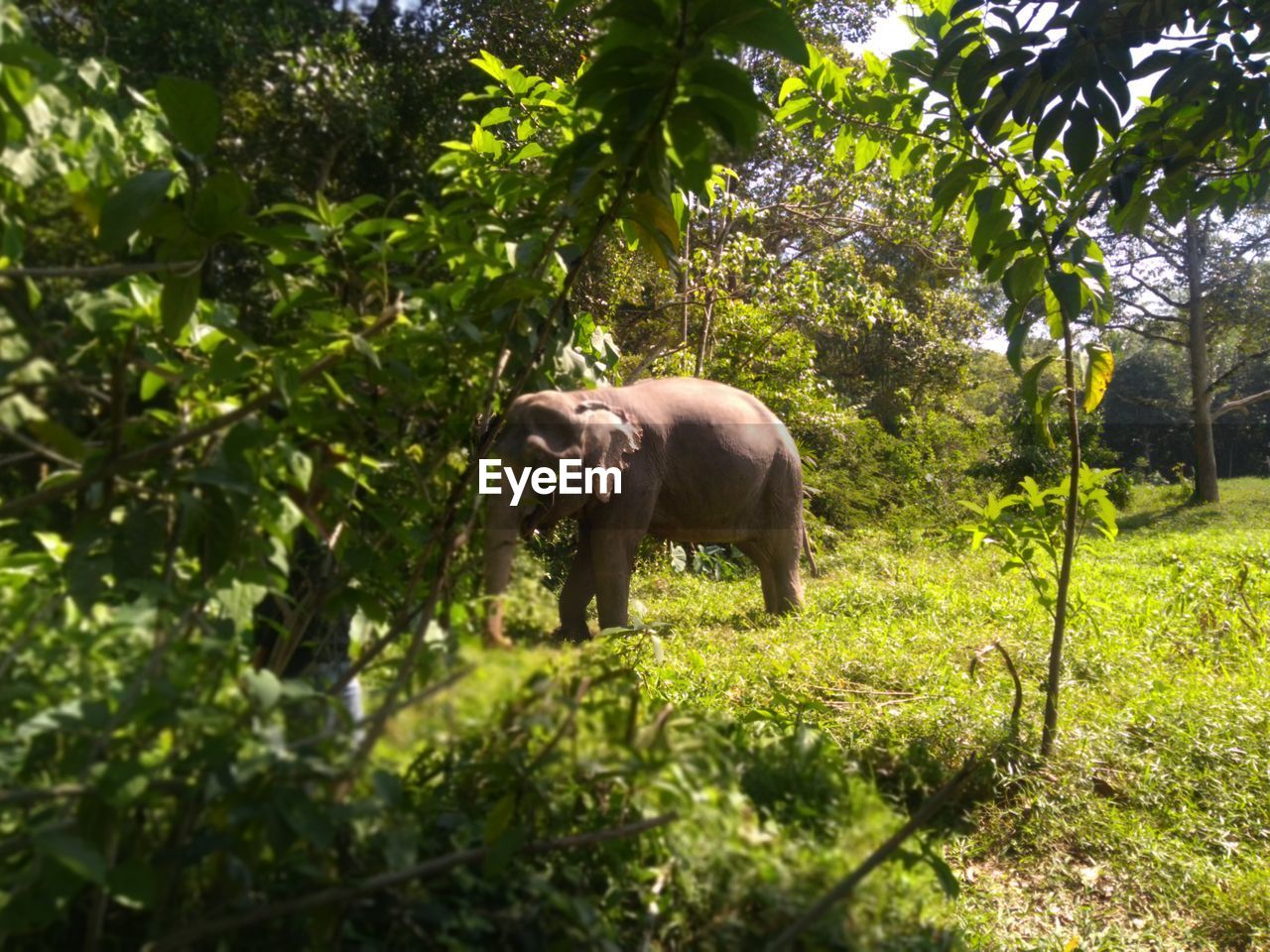 Side view of elephant standing by plants and trees in forest