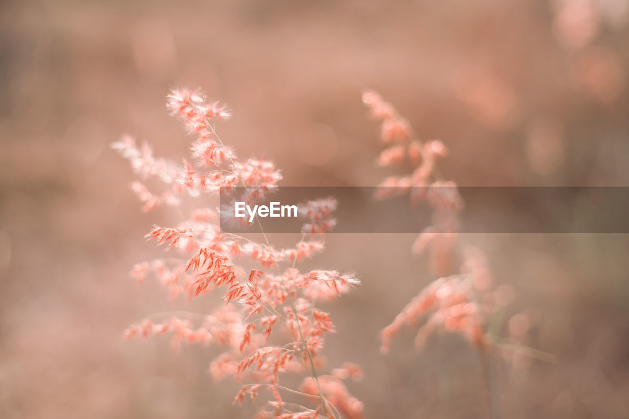 LOW ANGLE VIEW OF PINK FLOWERING PLANT