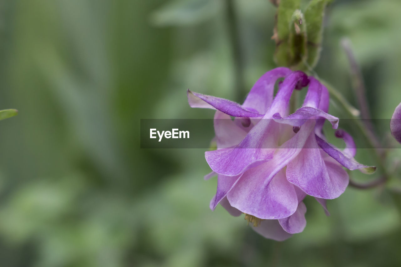 Close-up of flower against blurred background