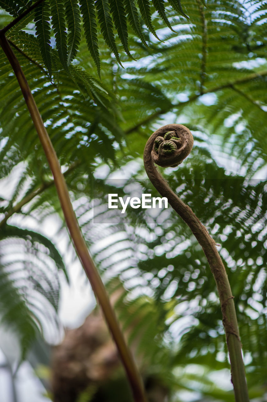 Low angle view of tree