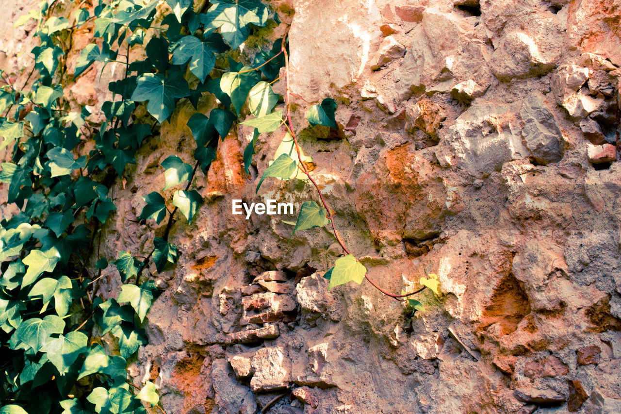 Close-up of ivy plant on stone wall