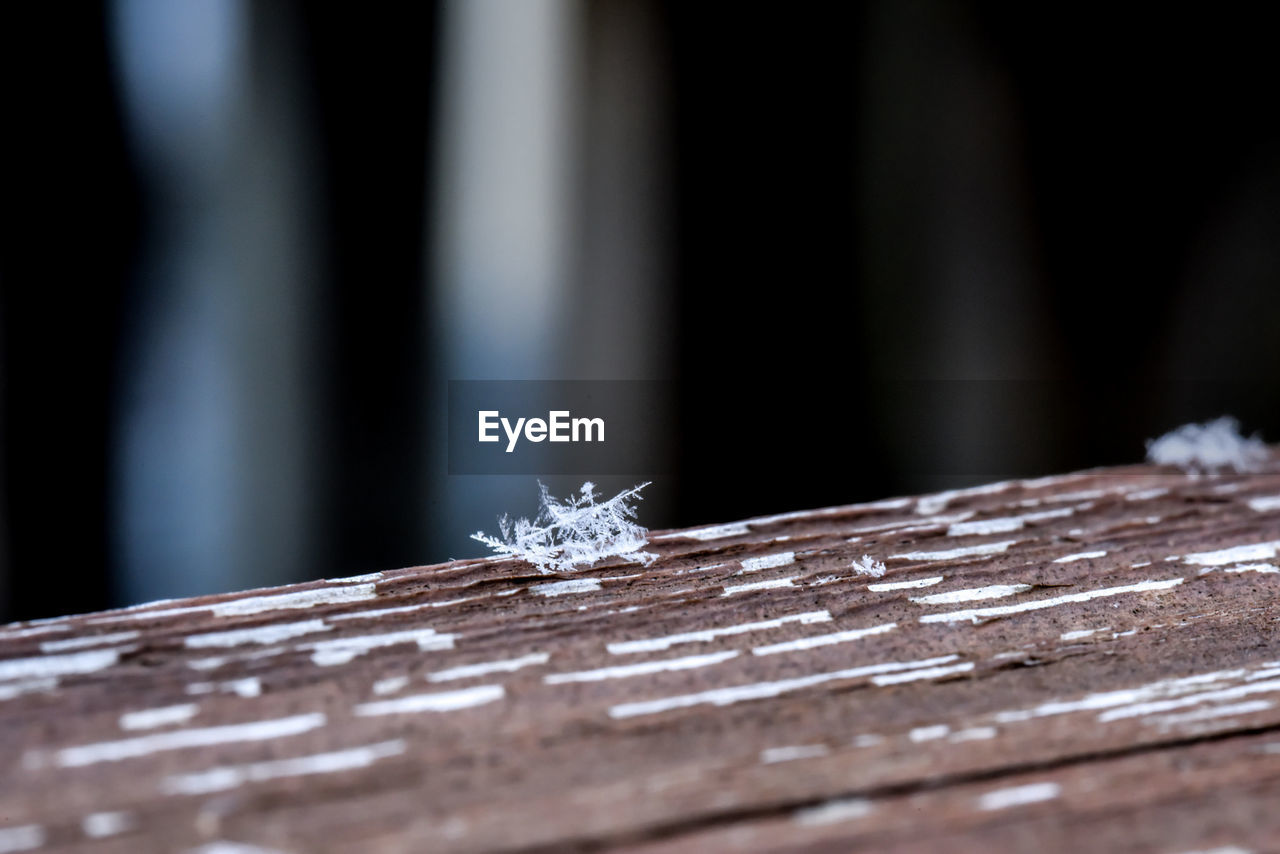 Close-up of fallen snowflakes on wood