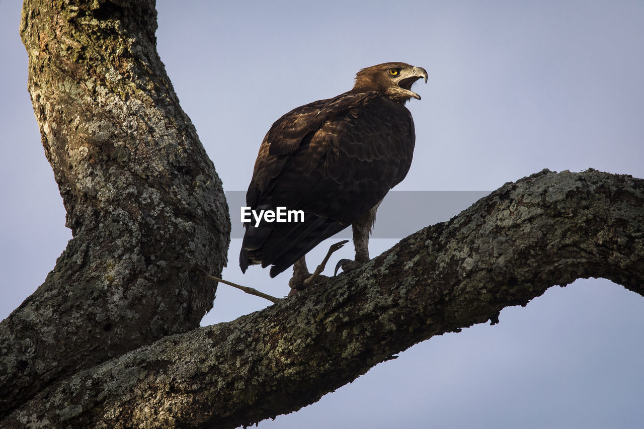 LOW ANGLE VIEW OF EAGLE PERCHING ON BRANCH