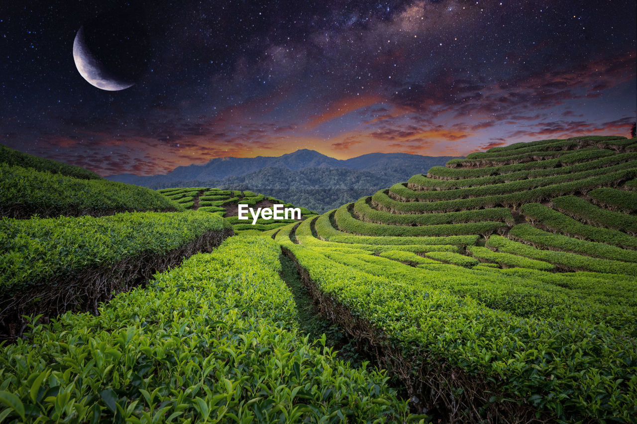 Scenic view of agricultural field against night sky