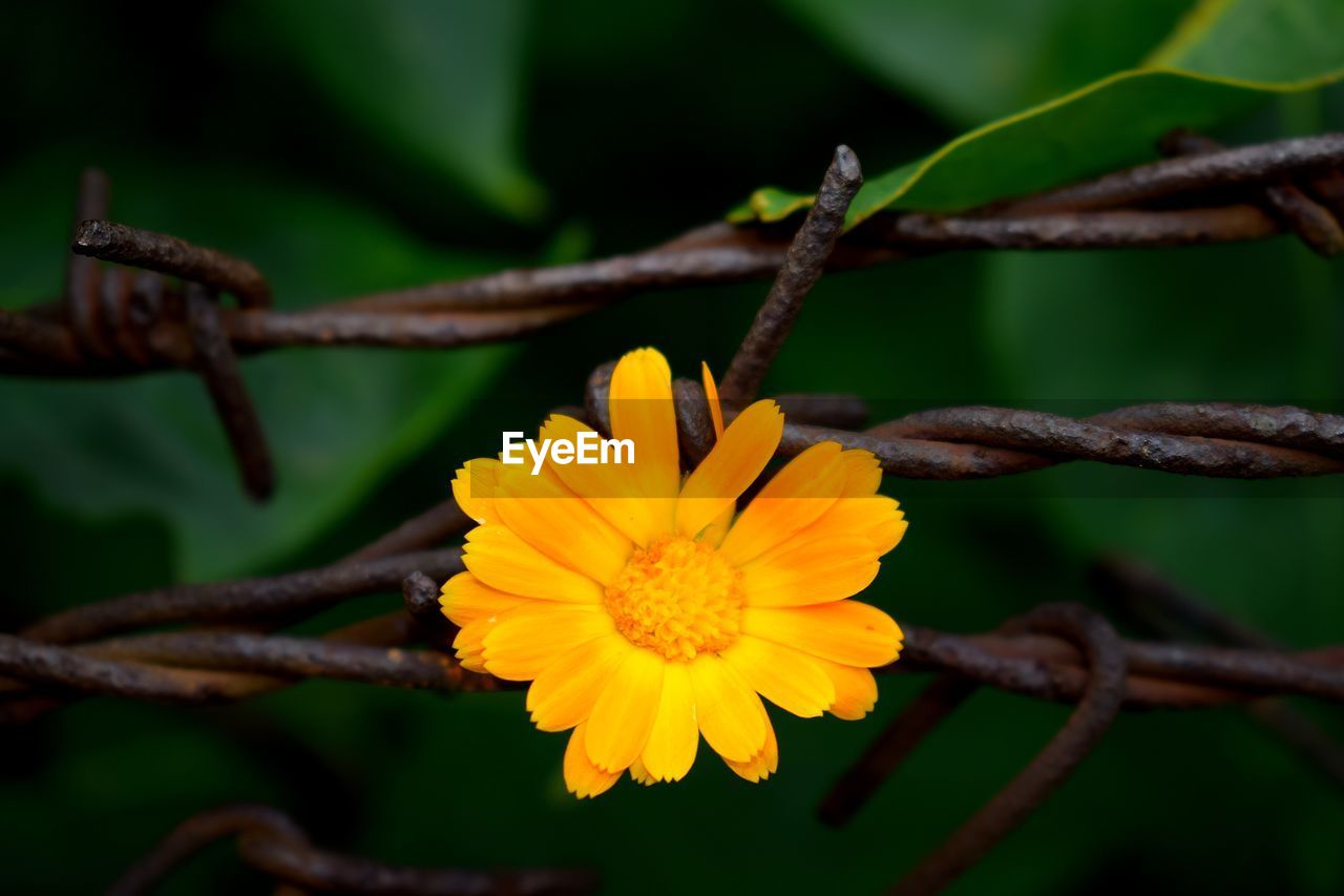 Close-up of yellow flower on barbed wire