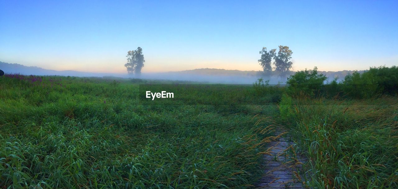 Scenic view of agricultural field against clear sky