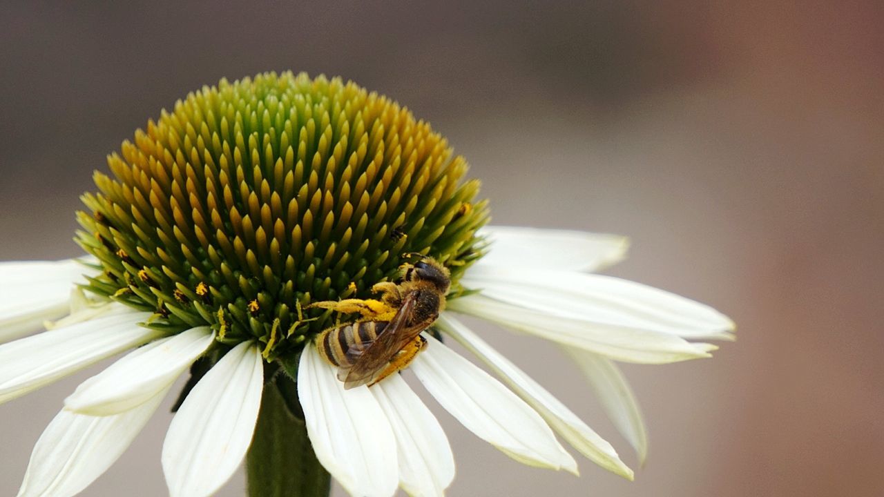 CLOSE-UP OF HONEY BEE ON WHITE CONEFLOWER