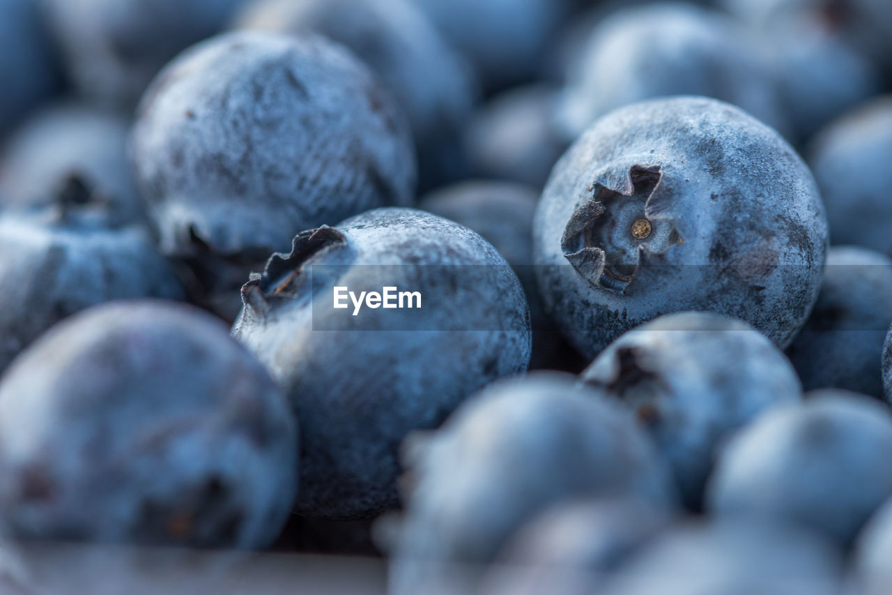 food and drink, food, berry, blueberry, fruit, healthy eating, freshness, bilberry, produce, wellbeing, plant, close-up, selective focus, no people, large group of objects, huckleberry, still life, organic, full frame, agriculture, indoors, abundance, backgrounds, studio shot, antioxidant, nature
