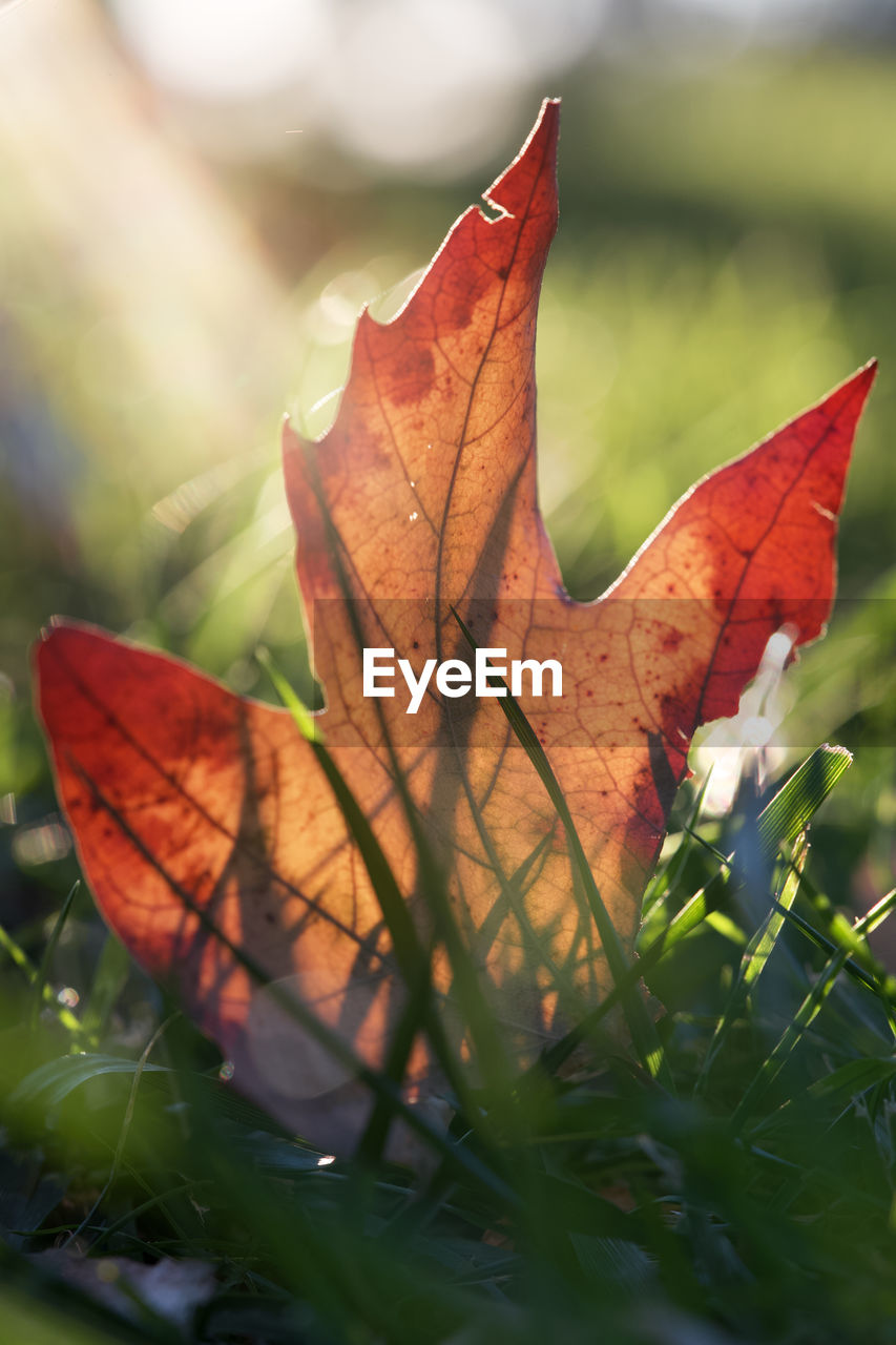 Orange leave in the forest in autumn. nature background