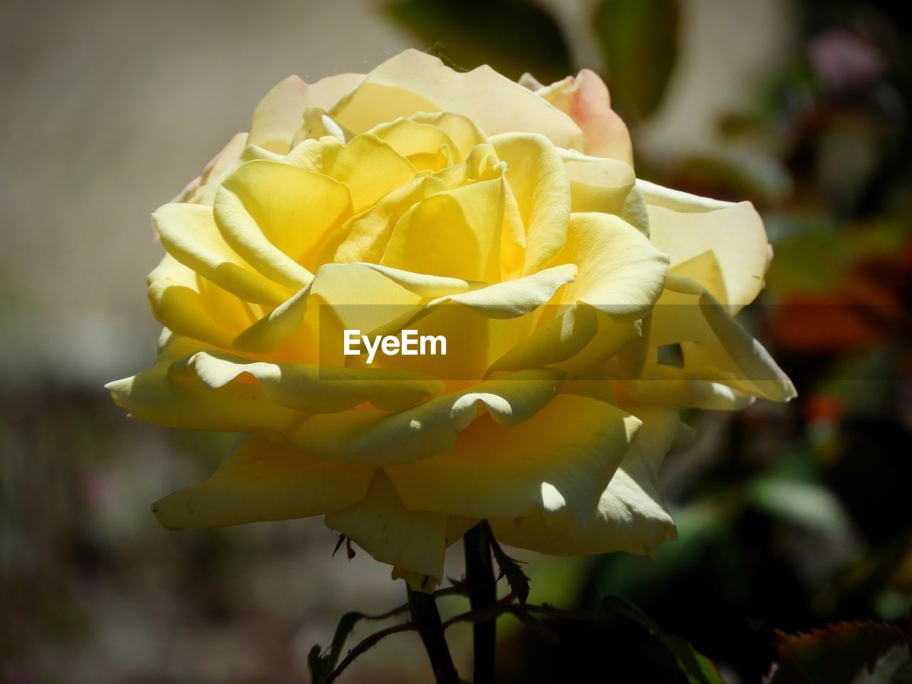 CLOSE-UP OF YELLOW ROSE IN GARDEN