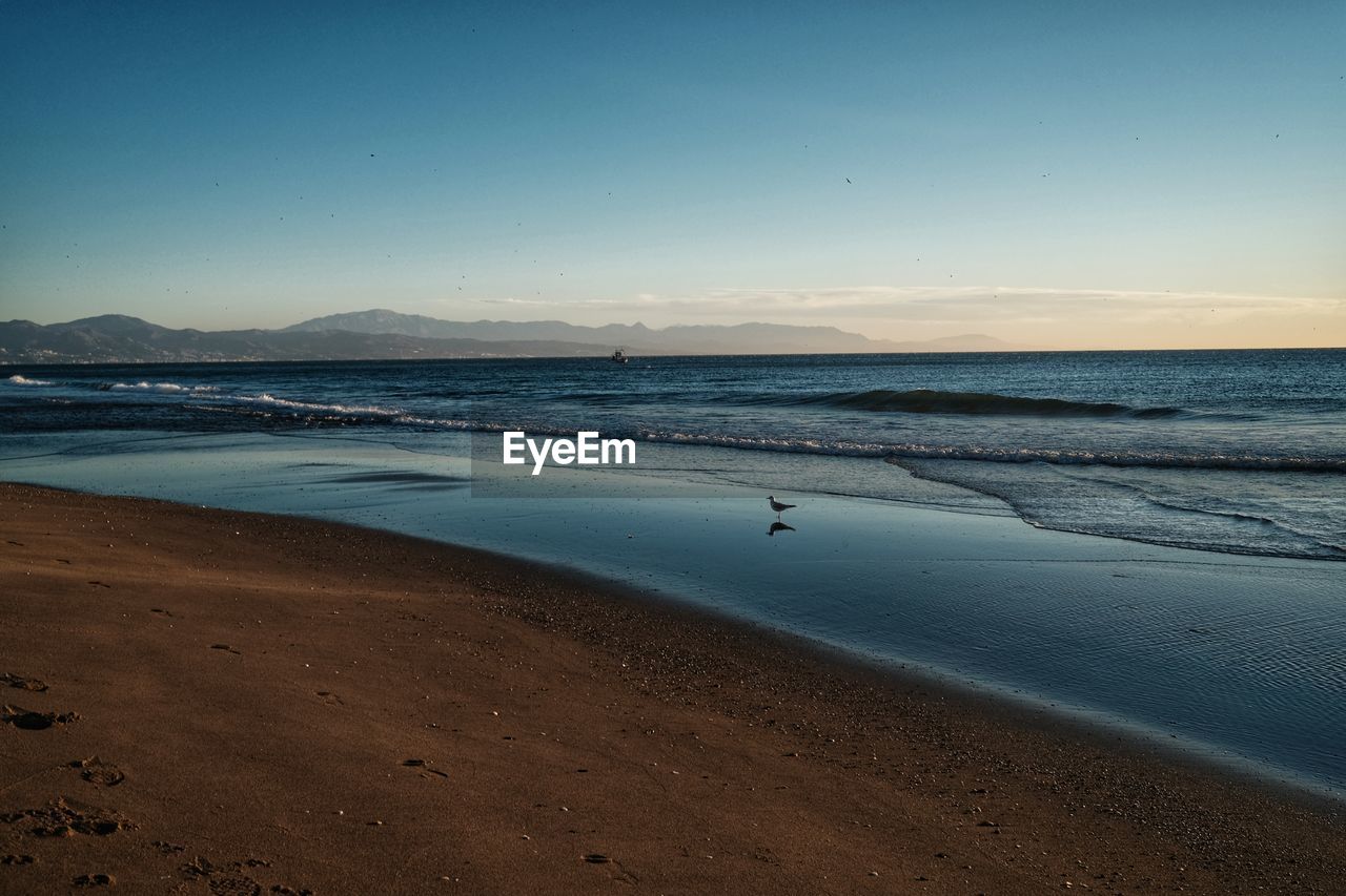 land, water, sea, body of water, beach, horizon, sky, ocean, wave, shore, scenics - nature, sand, beauty in nature, nature, coast, wind wave, tranquility, dusk, tranquil scene, animal, morning, travel destinations, environment, animal wildlife, clear sky, animal themes, reflection, landscape, sunrise, cloud, blue, motion, coastline, sunlight, travel, no people, outdoors, wildlife, mountain, bay, holiday, trip, vacation, water's edge, horizon over water, bird, non-urban scene, day, tourism, idyllic, shoal, seascape