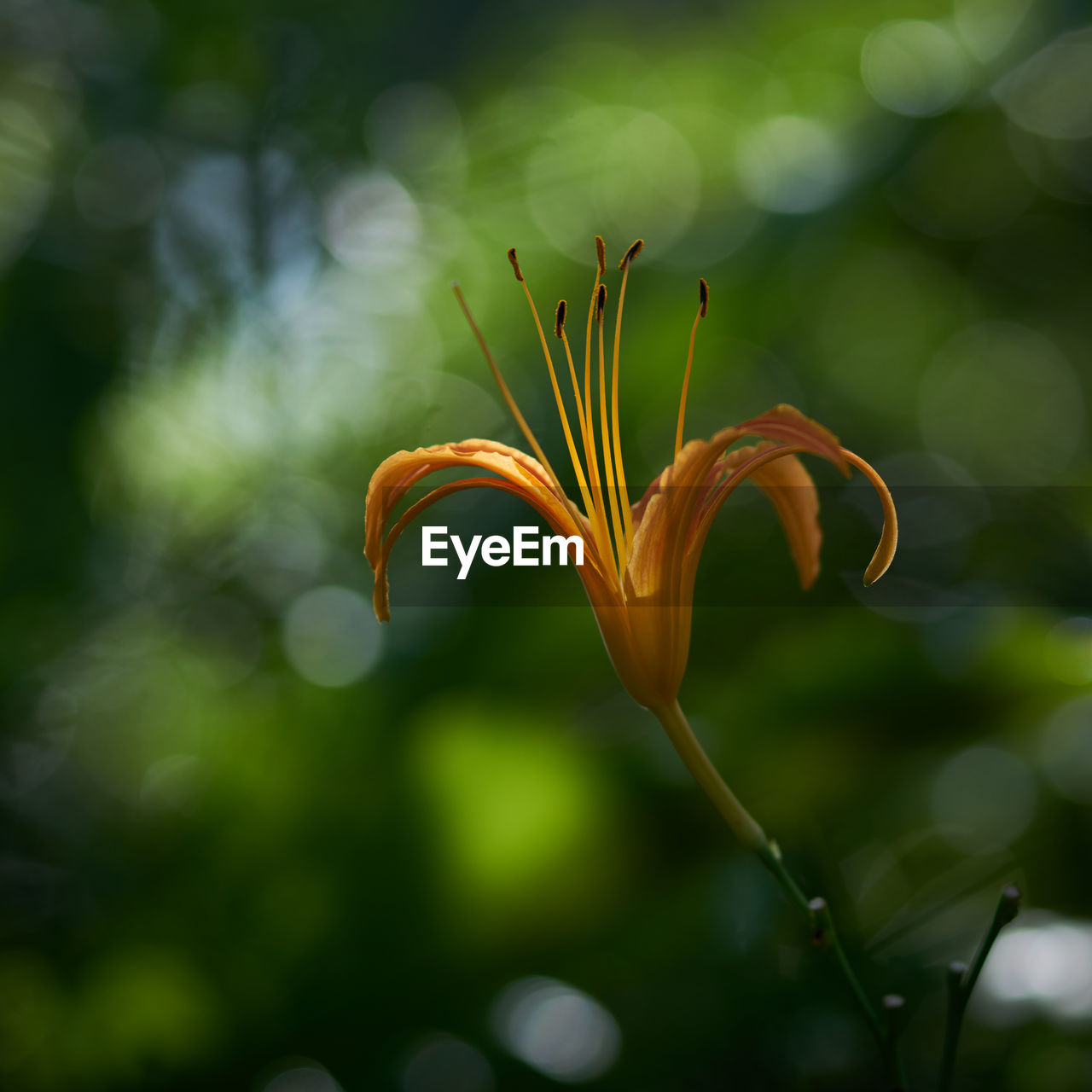 Close-up of orange flower growing on plant