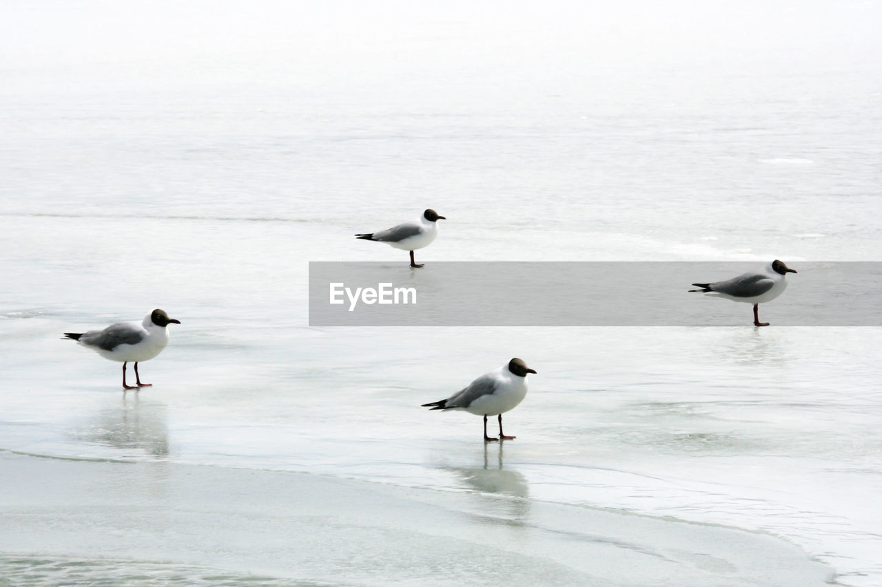 Migration seagulls standing in melting ice in pangong lake at the summertime in leh, ladakh, india. 