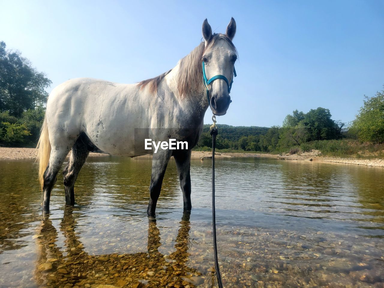 horse standing on lake
