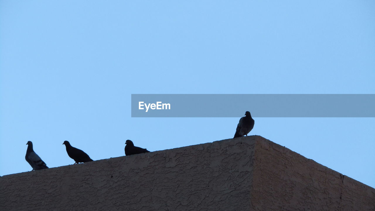 Low angle view of birds perching on retaining wall against clear blue sky