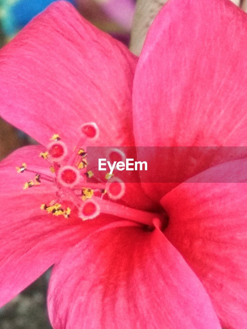 CLOSE-UP OF PINK DAY LILY