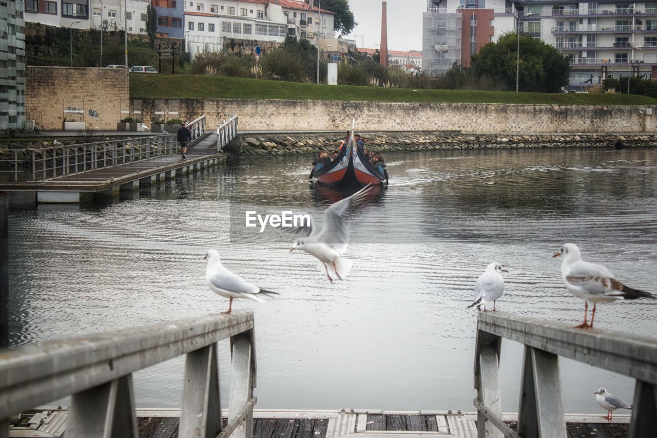 BIRDS PERCHING ON RAILING BY RIVER