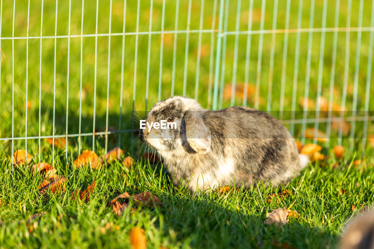 Young rabbits on the grass in nature in sunshine