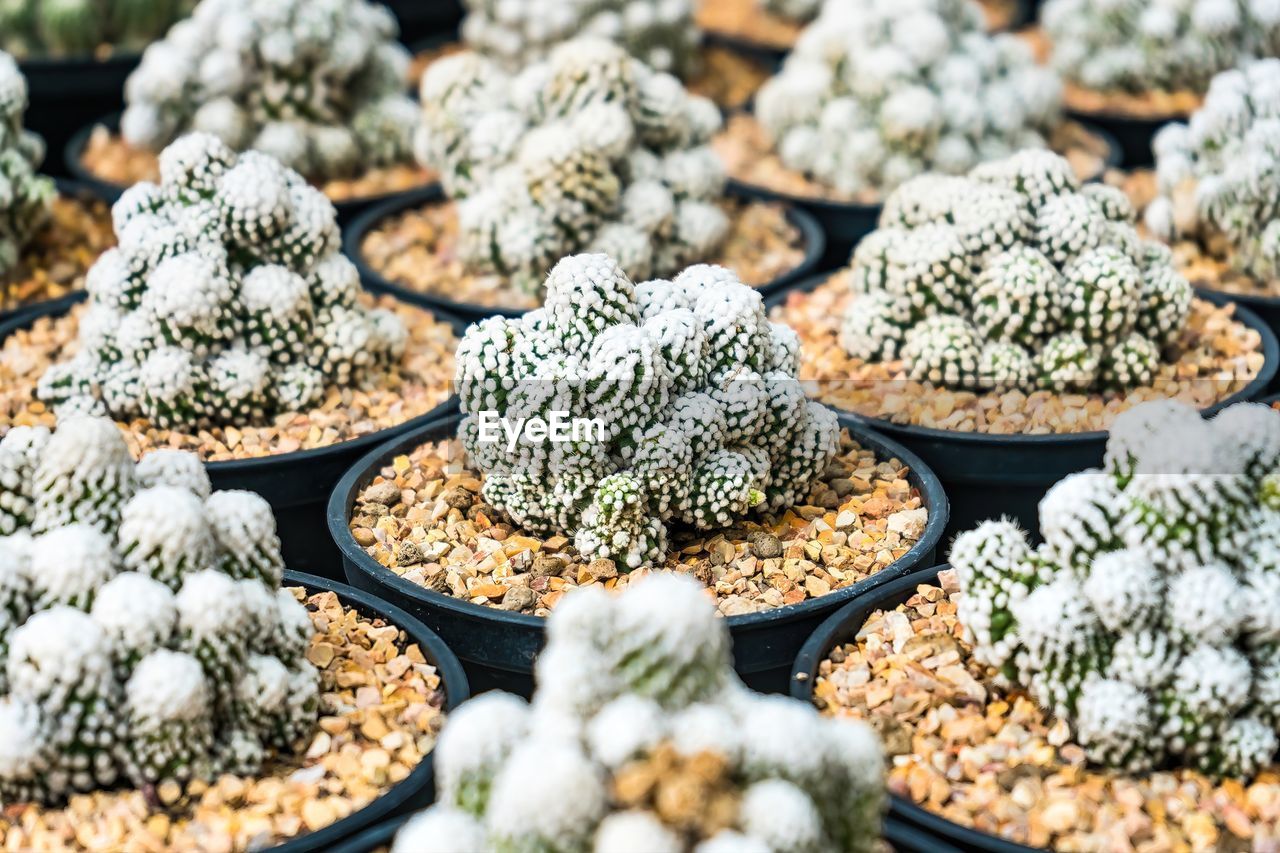 plant, food, food and drink, flower, no people, market, freshness, nature, retail, abundance, large group of objects, variation, business finance and industry, cactus, beauty in nature, selective focus, day, outdoors, market stall, for sale, wellbeing, business, backgrounds, produce, full frame