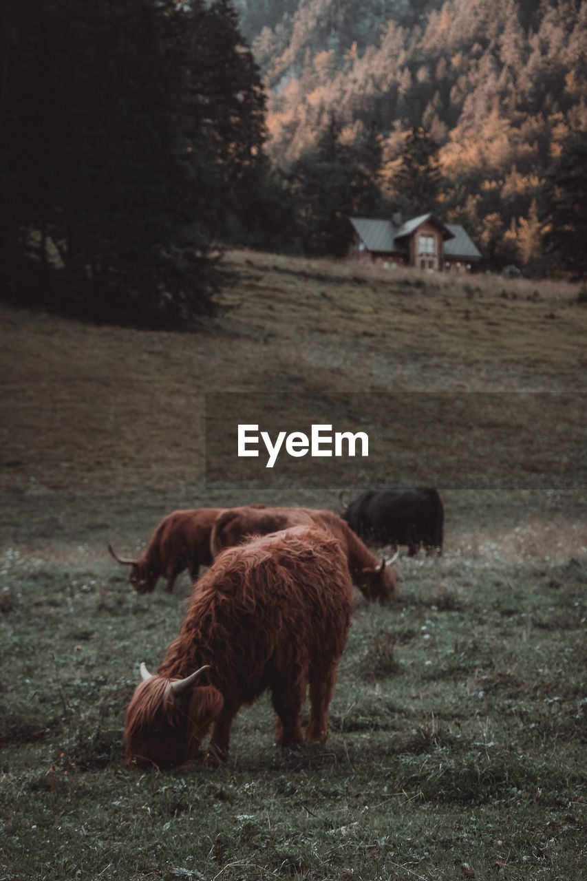 View of a cattle on field