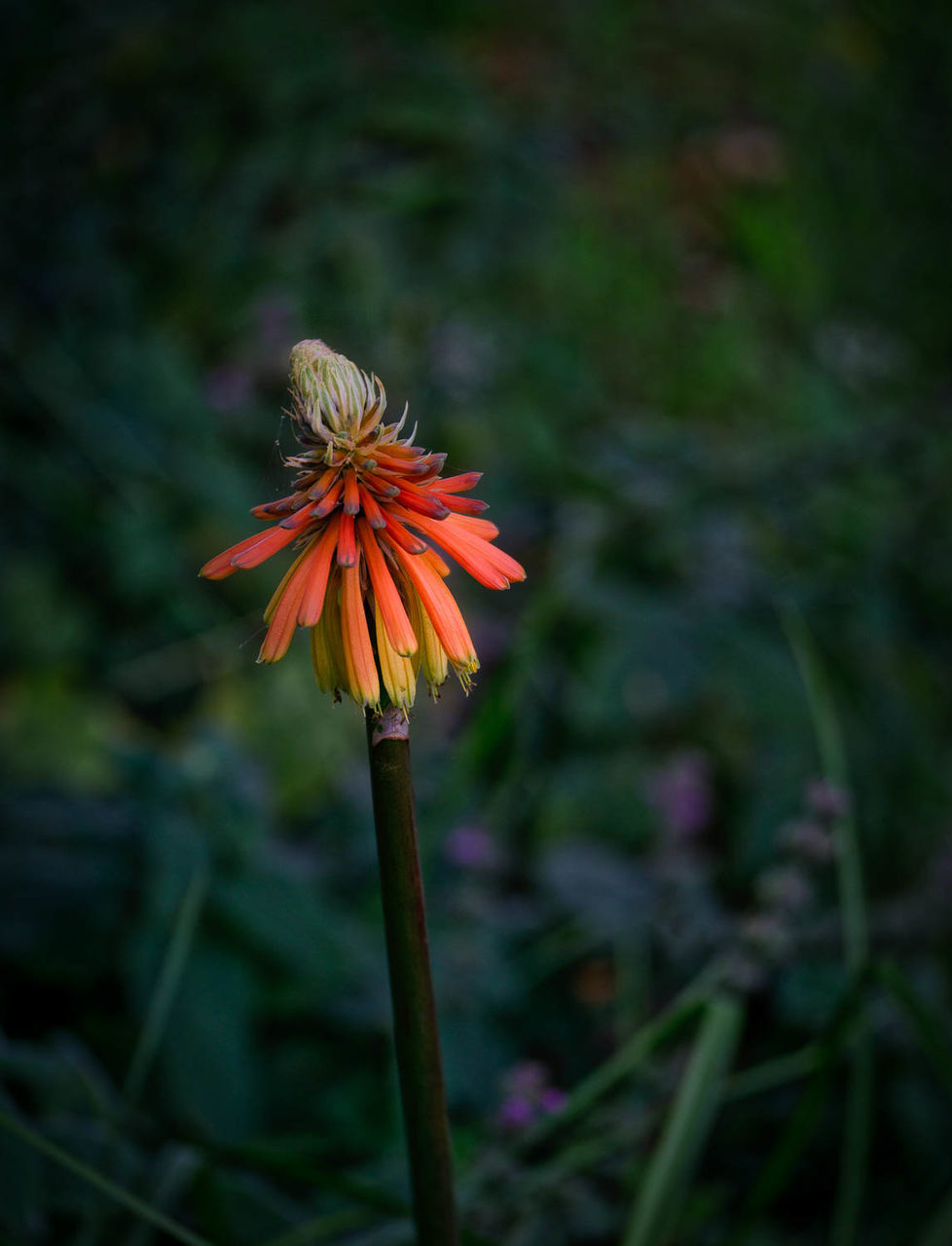 Close-up of flower blooming