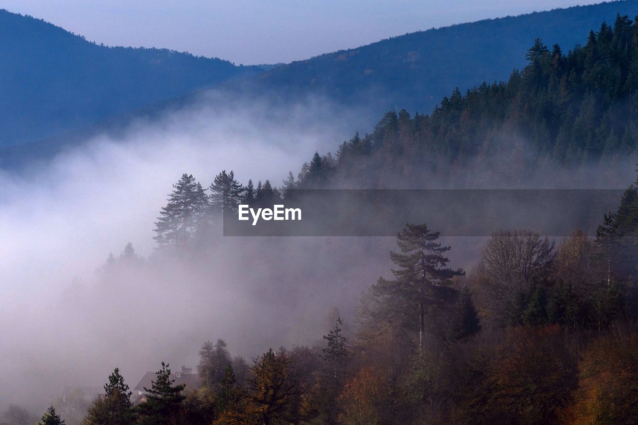 SCENIC VIEW OF FOREST AGAINST SKY DURING FOGGY WEATHER