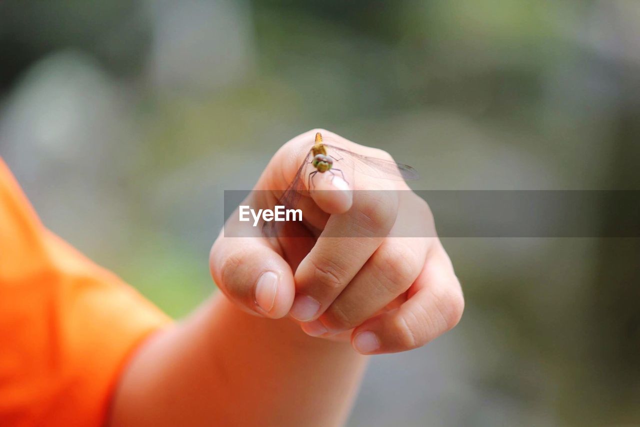 CLOSE-UP OF HAND HOLDING INSECT ON LEAF
