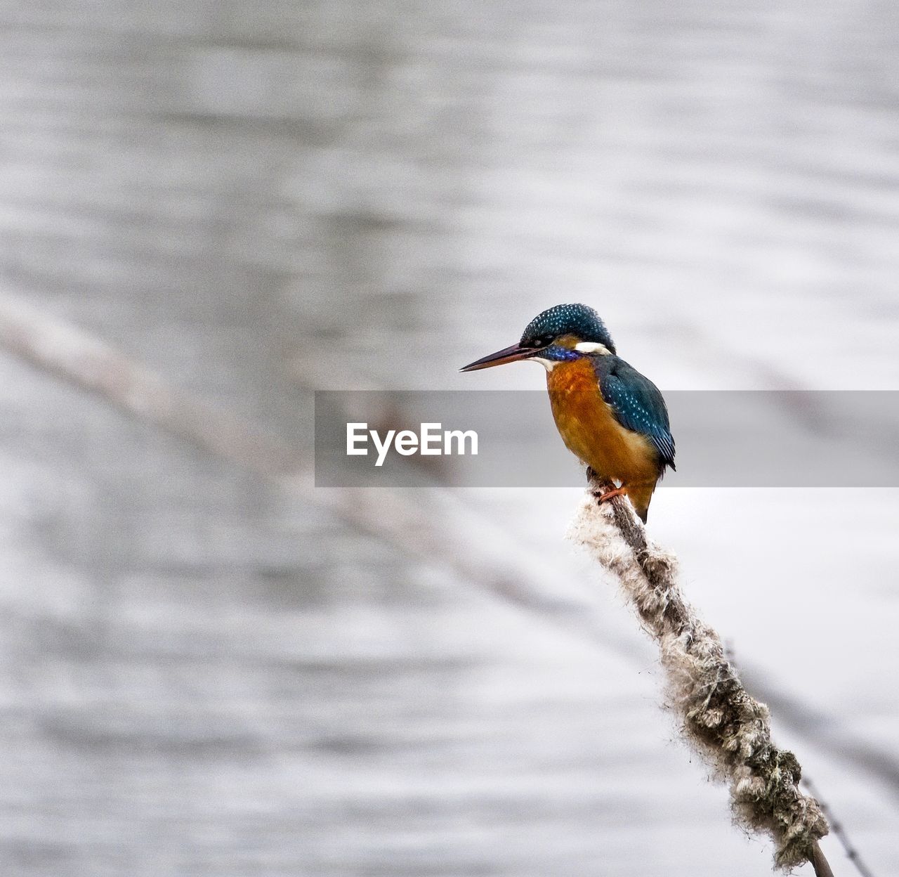 Kingfisher perching