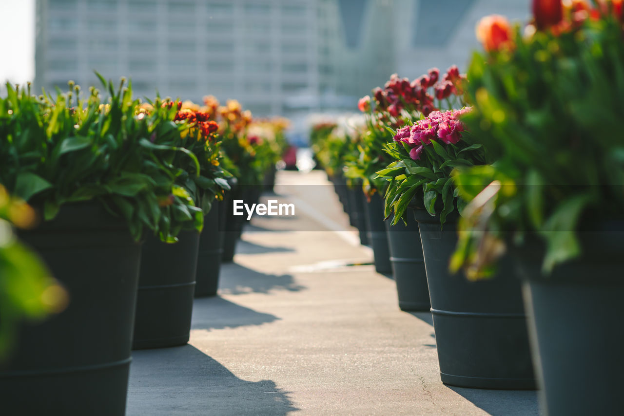 Flower pots arranged in row on pedestrian zone